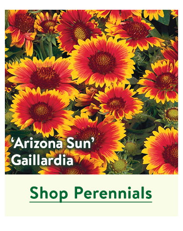 Perennial Plants