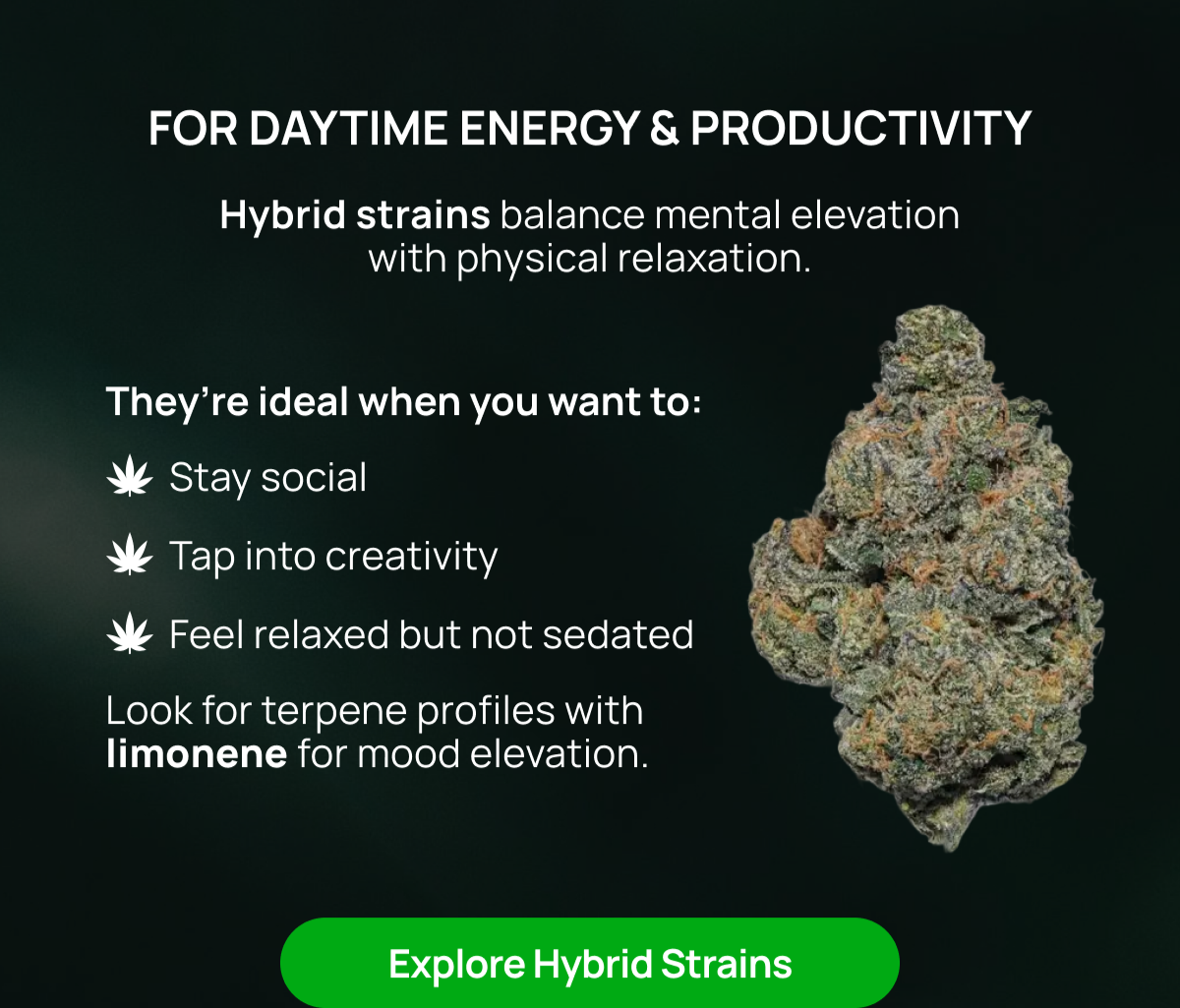 Explore Hybrid Strains