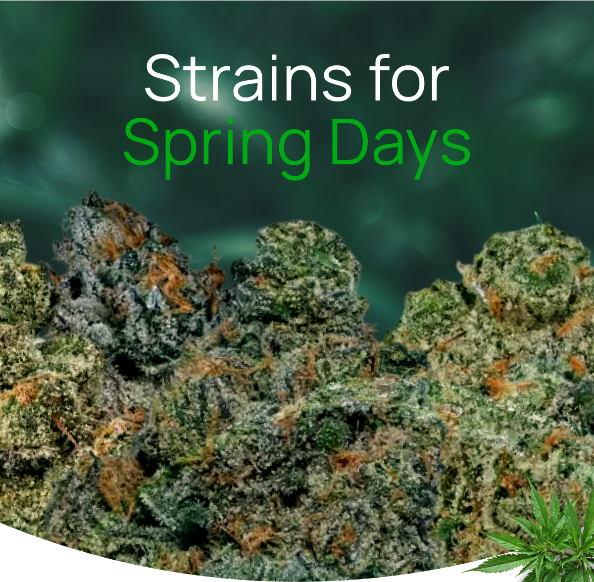 Strains for Spring Days