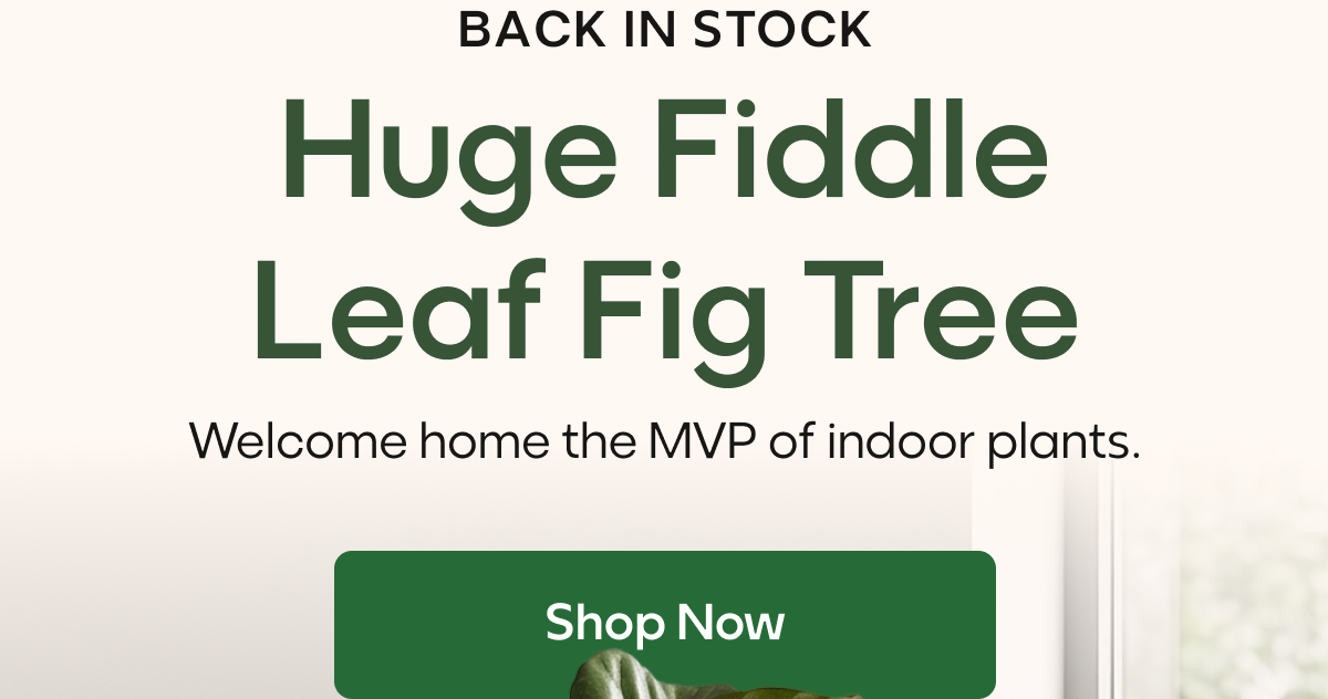 Huge Fiddle Leaf Fig Tree