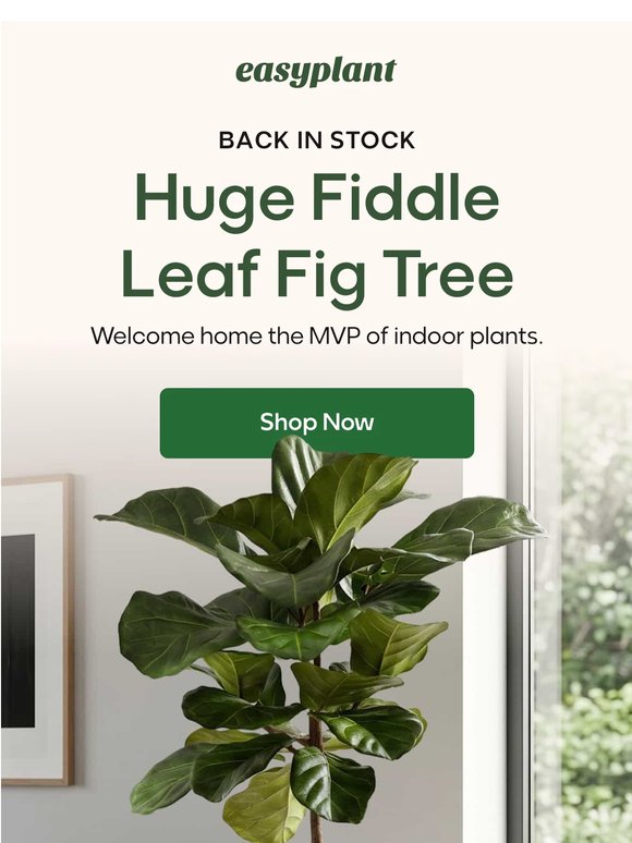 Back in Stock! Huge Fiddle Leaf Tree 🌳✨