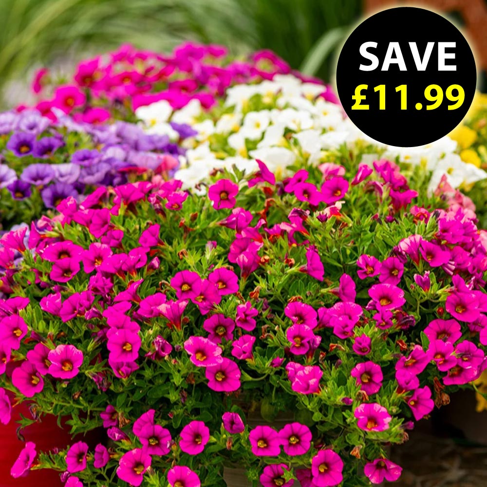 Calibrachoa 'Classique Mix'