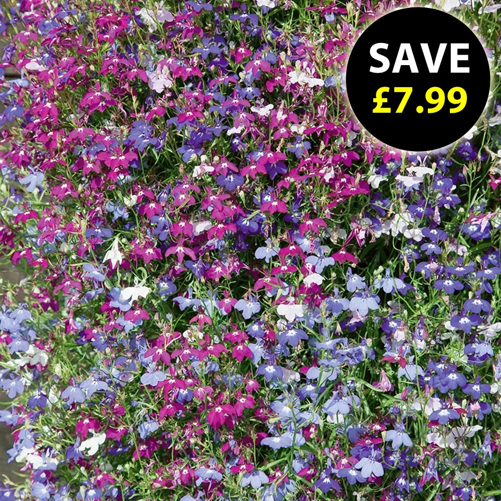 Lobelia 'Cascade Improved Mixed'