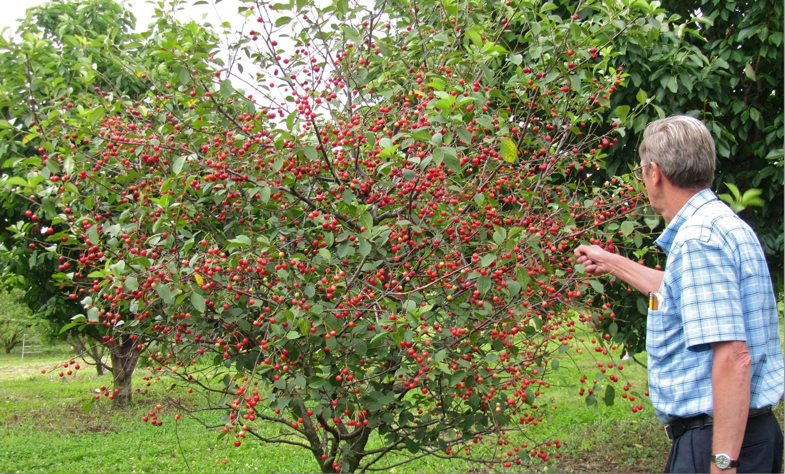 Man picking cherries