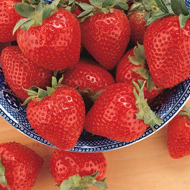 Image of Tristar Strawberry Everbearer