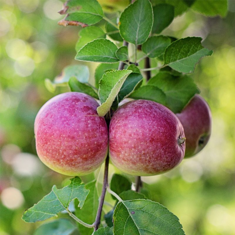 Image of Snapp™ Stayman Apple