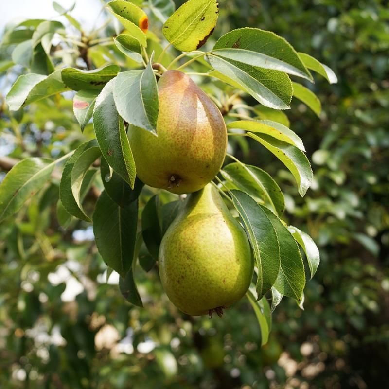 Image of Shenandoah Pear