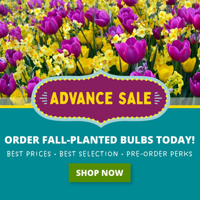 advance sale