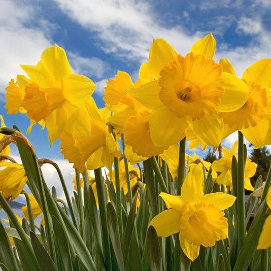 Daffodil Flower Bulbs