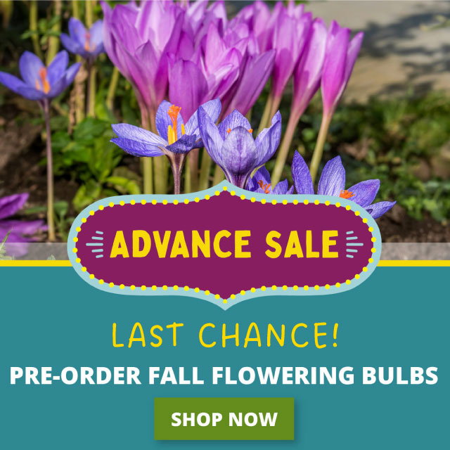 final days advance sale