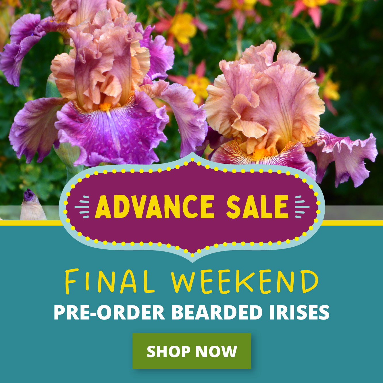 advance sale - final weekend