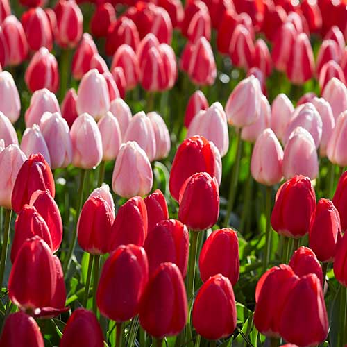 Tulips