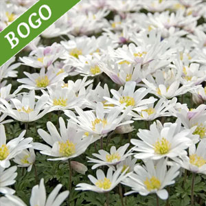 White Splendour Grecian Windflowers