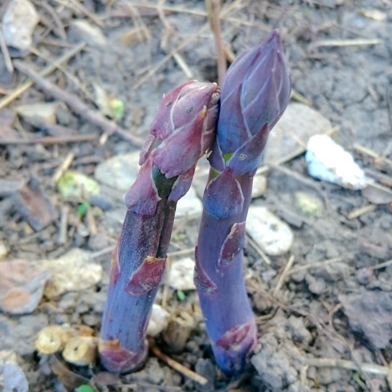 Image of Purple Passion Asparagus