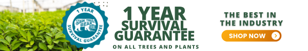 1 Year Survival Guarantee