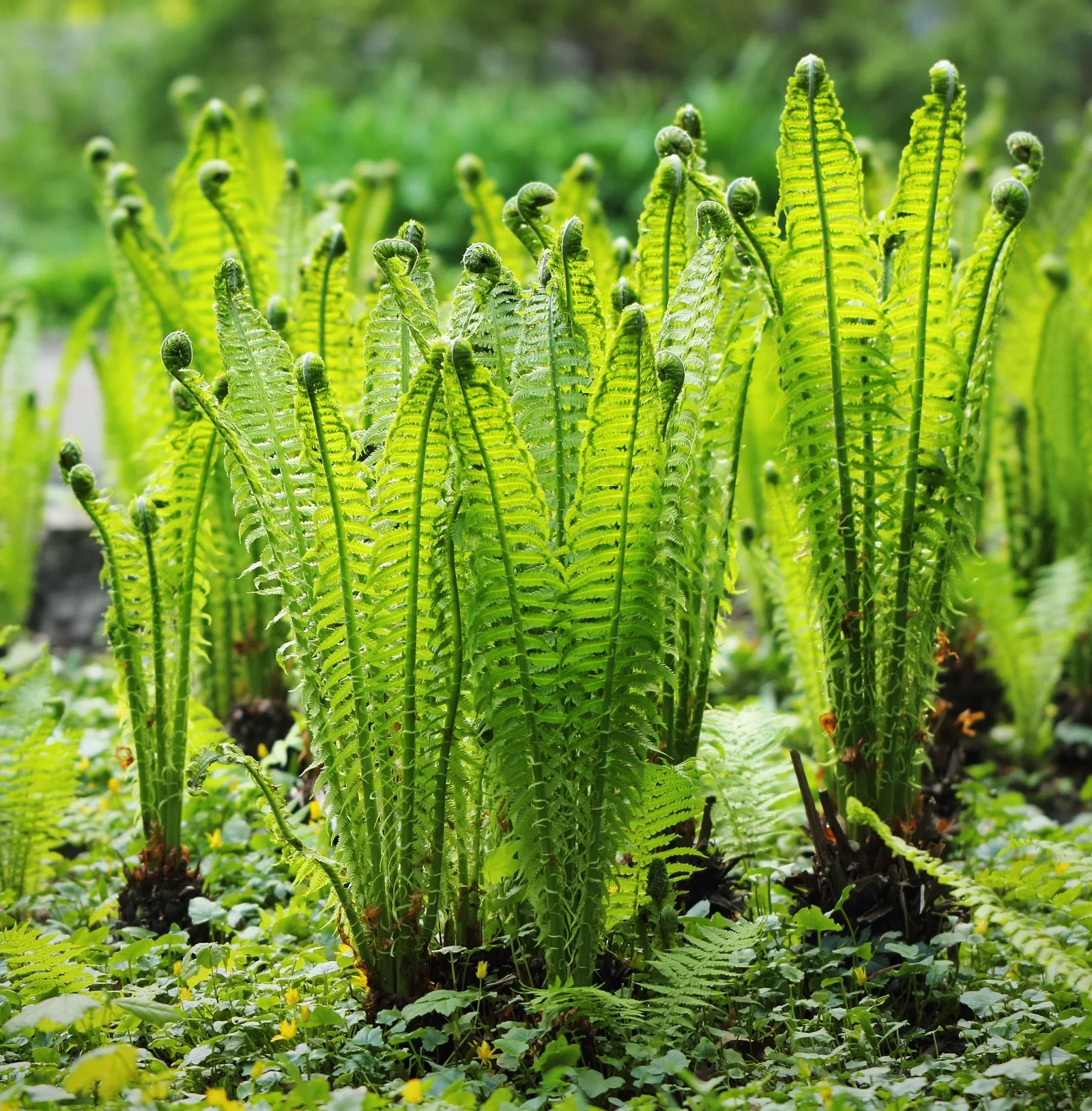 Image of Fiddlehead Fern