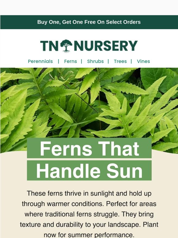 Best Selling Ferns for Sunny Landscapes 🌿