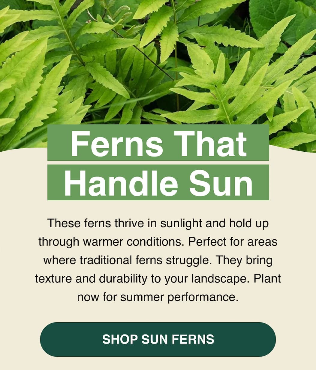 Ferns that handle sun.