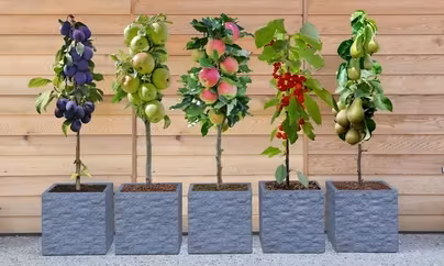 Dwarf Patio Fruit Tree Collection - 3 or 5 Potted Plants (£32.49)...