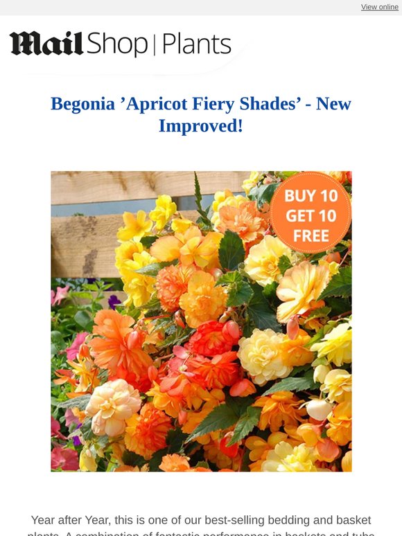 Buy 10 get 10 free, Begonia Apricot Fiery Shades