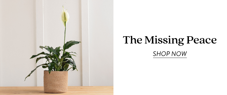 Product feature for “The Missing Peace,” showing a potted peace lily plant with glossy green leaves and a white bloom in a woven tan pot. Text on the right reads “The Missing Peace” with a “Shop Now” link.