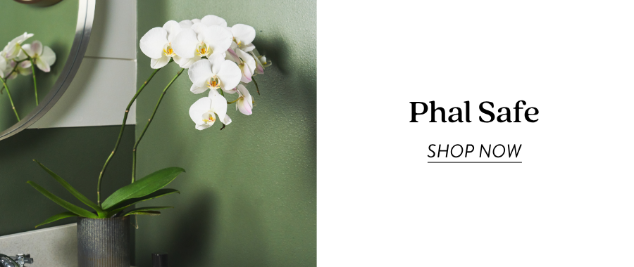 Product feature for “Phal Safe,” showing a white orchid with green leaves in a dark planter against a green background. Text on the right reads “Phal Safe” with a “Shop Now” link.