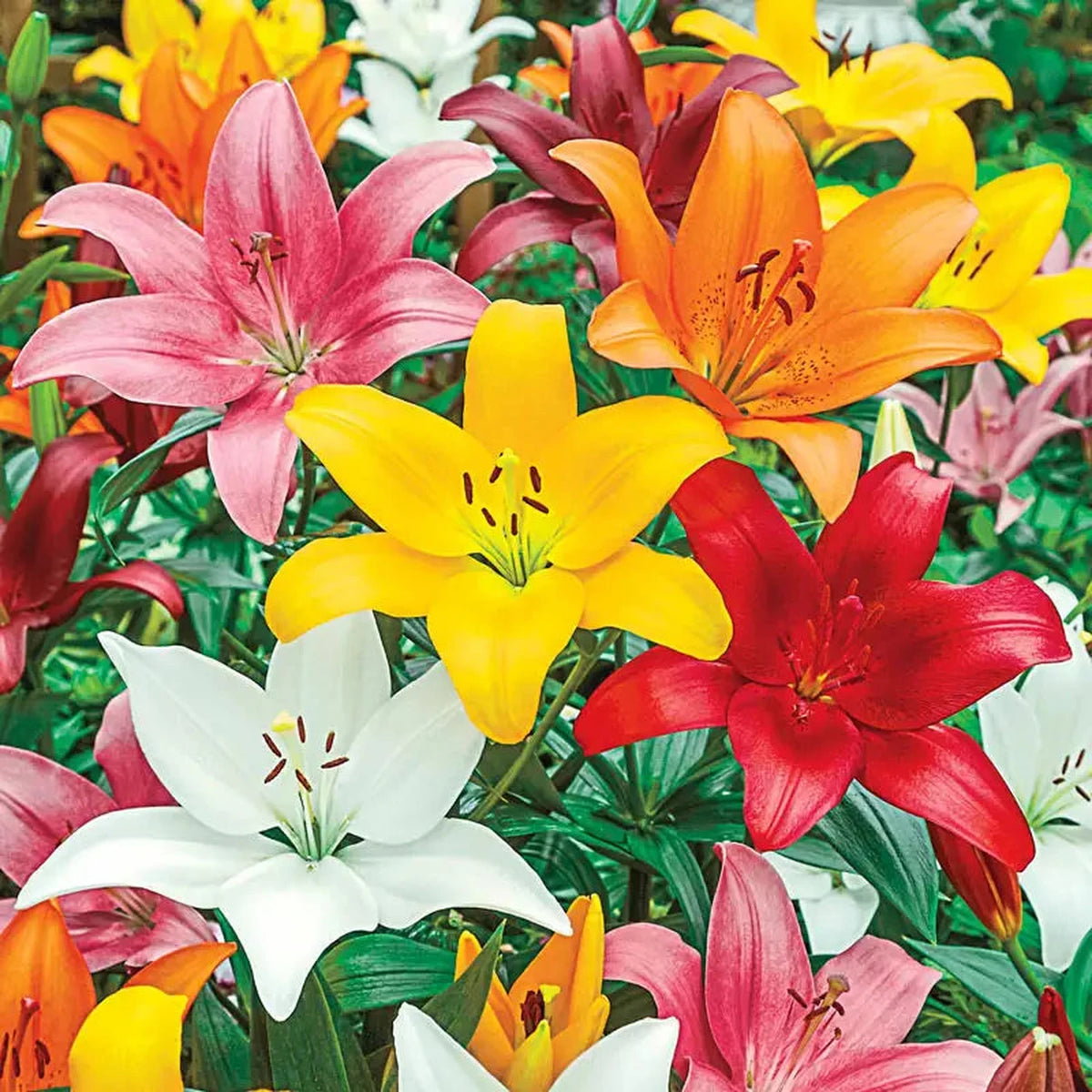 Asiatic Lily Mixture Super Sak®