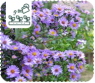 4 plantes vivaces pour réussir vos jardinières