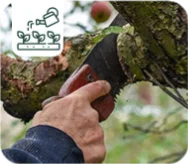 Comment entretenir et tailler les fruitiers du jardin en juin ? 
