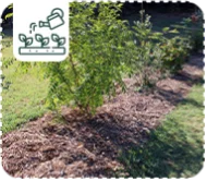 Pailler le sol de jardin : techniques et avantages