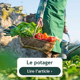 Que faire au potager en juin ?