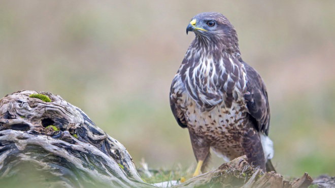Buzzard on the ground next to an old craggy log
