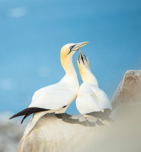 Two Gannets on a rock, one looking up at the other<br>