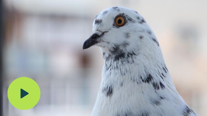 A Pigeon with mottled plumage in an urban setting