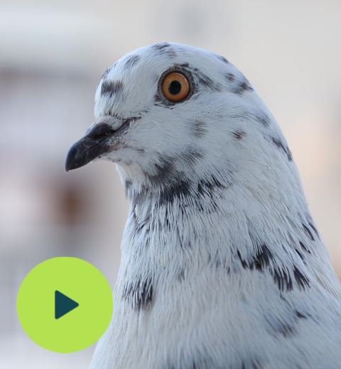 A Pigeon with mottled plumage in an urban setting