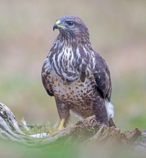 Buzzard on the ground next to an old craggy log