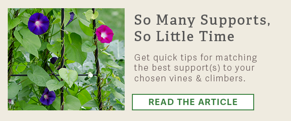  So Many Supports, So Little Time  Get quick tips for matching the best support(s) to your chosen vines & climbers.  Read the Article