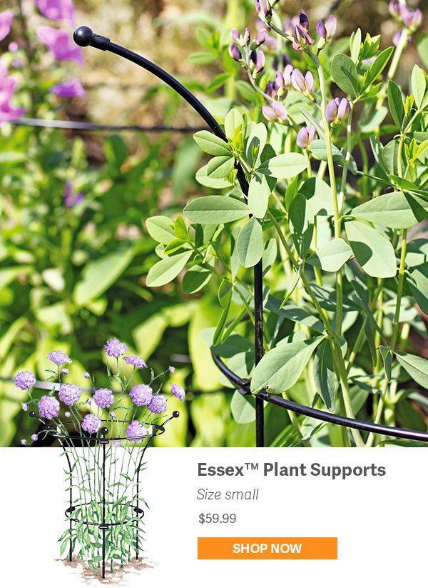 Essex Plant Supports Size Small $59.99 - SHOP NOW