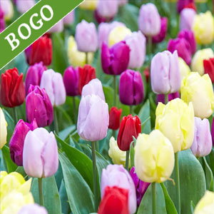 Easter Egg Tulip Mixture