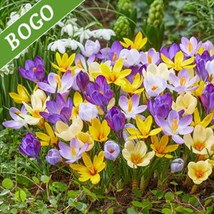 Species Snow Crocus Mixture