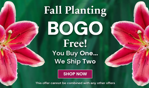 BOGO Fall 