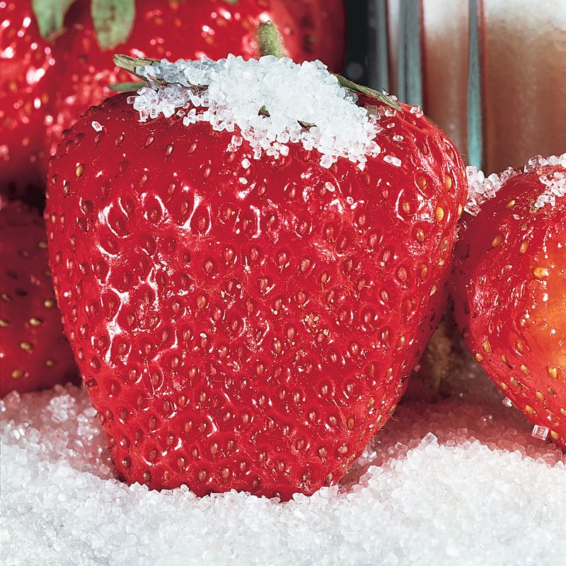 Image of Tribute Strawberry Everbearer