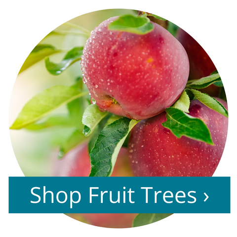 Shop Fruit Trees