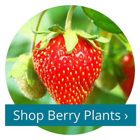 Shop Berry Plants