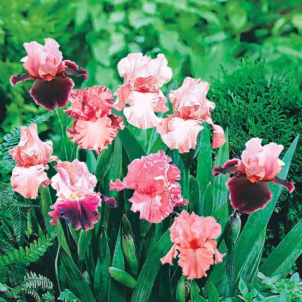 Shades of Pink Bearded Iris Mixture Super Sak®