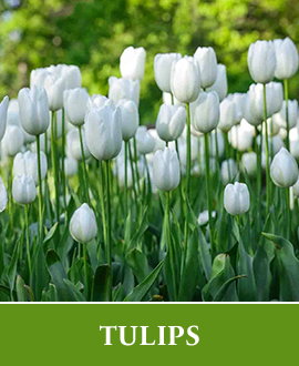 Tulip Bulbs