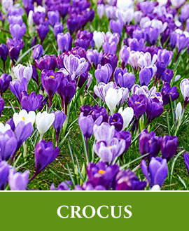 Tulip Bulbs