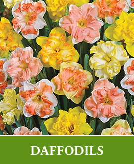 Daffodil Bulbs