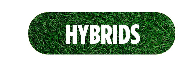 Hybrids ON SALE + Free Shipping