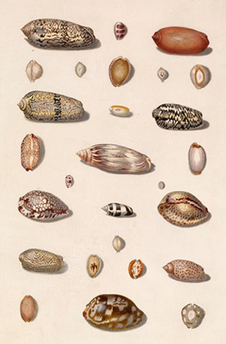 Selection of shells of various sizes and colours viewed from above. - Custom Print.